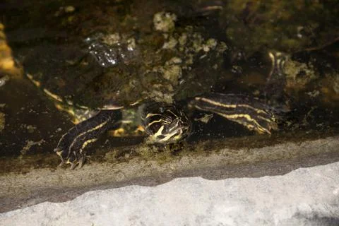 Yellow bellied turtle Trachemys scripta scripta swims in a pond Stock Photos