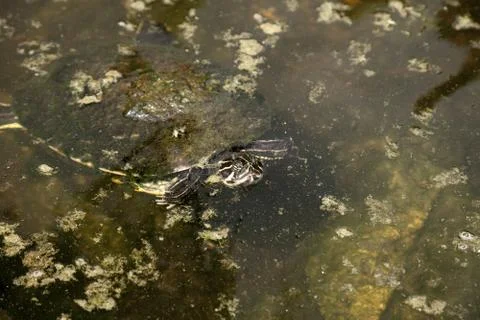Yellow bellied turtle Trachemys scripta scripta swims in a pond Foto stock