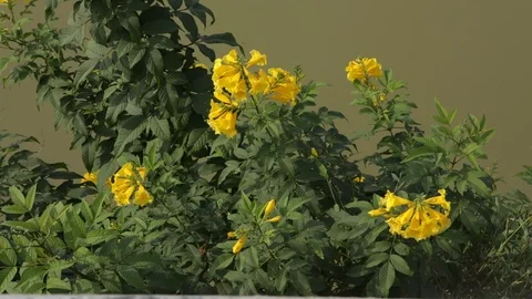 Yellow-Bells-flowers Stock Footage 100173042
