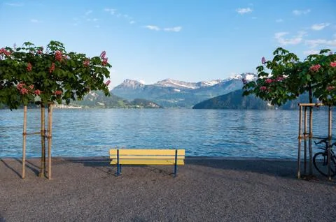 Yellow bench between two trees with flowers on them looking over lake lucerne Stock Photos