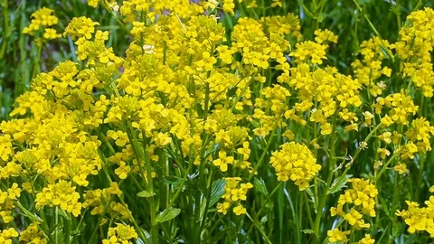 Yellow Berbers sway in the wind bee Stock Footage 85096782
