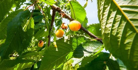 Yellow berries on a tree Stock Photos