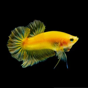 Yellow betta fish Stock Photos