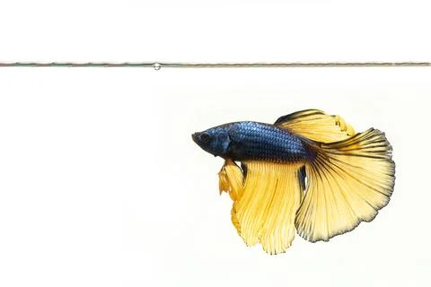 Yellow betta fish with tail, Siamese fighting fish (Half Moon Betta) under wa Stock Photos
