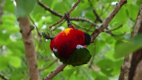 Yellow-bibbed Lory, lorius chlorocercus, hanging on tree branch, preening Stock Footage 267843330