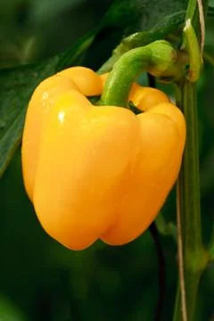 Yellow big chilli Stock Photos