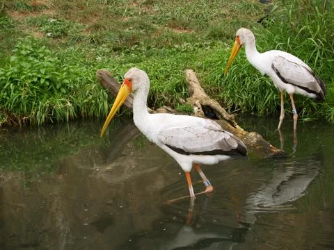 Yellow-biled storks Stock Photos