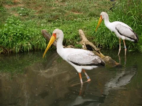Yellow-biled storks Stock Photos
