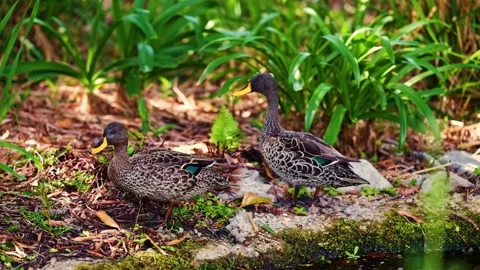 Yellow bill ducks Stock Footage 345364543
