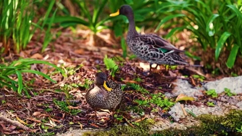 Yellow bill ducks in a park Stock Footage 345364538