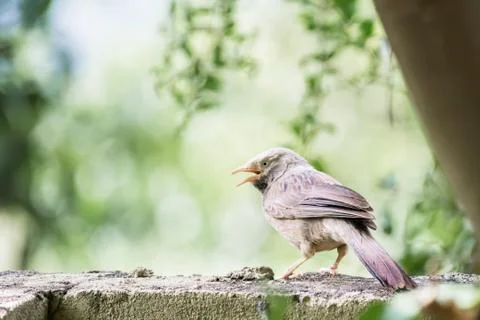 Yellow billed Babbler captured while perched on a wall Stock Photos