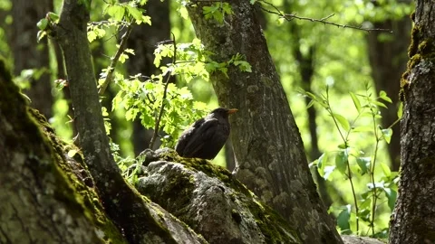 Yellow-billed blackbird in the forest Stock Footage 241608714