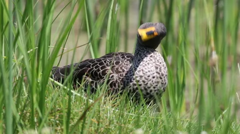 Yellow-billed duck preening its feathers to keep it clean Stock Footage 62706326