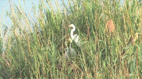 Yellow-billed Egret &amp; chicks Stock Footage 910296