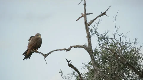Yellow Billed Kite Stock Footage 28722252