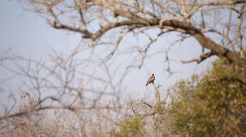 Yellow-billed Kite Stock Footage 29658033