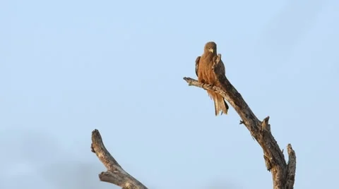 Yellow-billed Kite Stock Footage 29662231