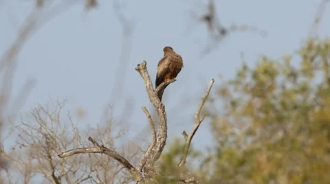 Yellow-billed Kite 動画素材 29666496