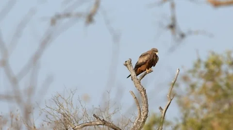 Yellow-billed Kite Stock Footage 29667012
