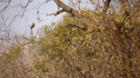 Yellow-billed Kite Stock Footage 29667158