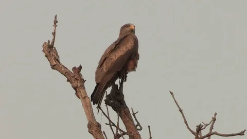 Yellow-billed kite perched on a dead tree Vídeo Stock 84722475