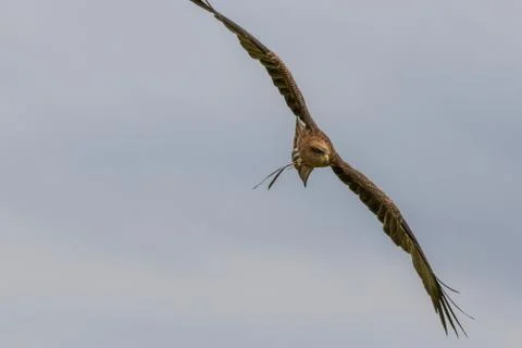 Yellow Billed Kite Stock Photos