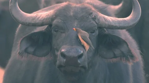 Yellow Billed Oxpecker drinking fluid coming out of cape buffalo nose Stock Footage 98352952