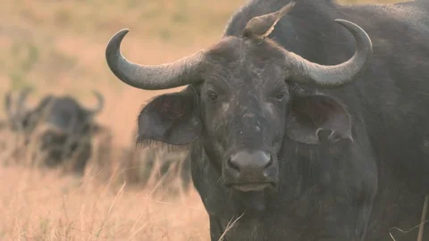 Yellow Billed Oxpecker drinking fluid coming out of cape buffalo nose Stock Footage 98353280
