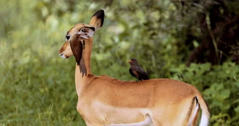 Yellow-billed oxpecker eats ticks from the ear of a waiting female Impala, cute. Stock-Footage 201215746