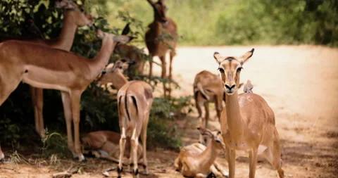 Yellow-billed oxpecker eats ticks and and flys in slow motion to another impala Stock Footage 201215841