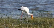 Yellow-Billed Stork, Botswana Africa Wildlife Stock Footage