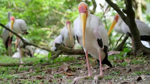 Yellow-billed Stork Close Up Hock Sitting in Nature 4k Vídeos de archivo 336705171