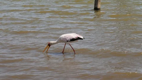 Yellow Billed Stork Looking For With His Beak In The Water The Fish Stock Footage 97452947