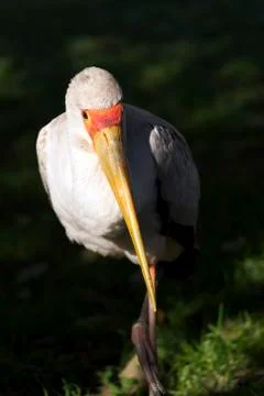 Yellow-billed stork Stock Photos