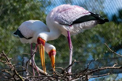 Yellow Billed Stork Stock Photos