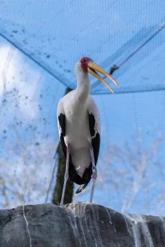 Yellow Billed Stork Stock Photos
