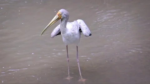 Yellow Billed Stork Poses for the Camera. FullHD 1080p footage Vídeos de archivo 82863073