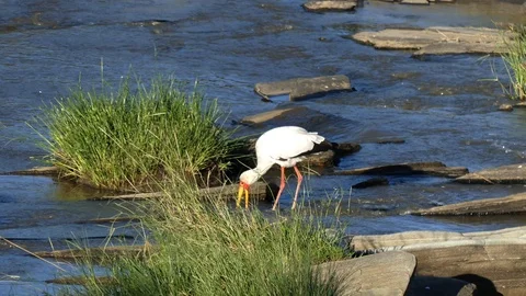 A yellow-billed stork seeks fish in the river during a sunny day Stock Footage 101254342