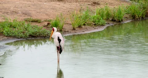 Yellow-billed Stork Standing in River Water Kruger National Park South Africa Stock Footage 340404441
