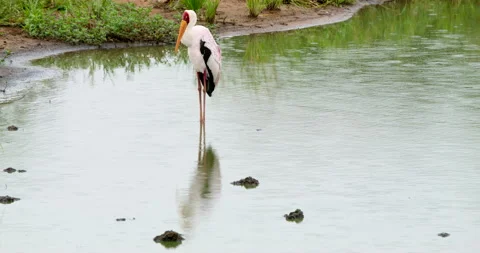 Yellow-billed Stork Standing in River During Rain Kruger National Park Safari Stock Footage 340404942