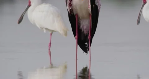 Yellow-billed Stork standing in shallow lake water Video stock 314794291