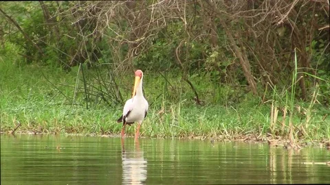 A Yellow-Billed Stork Wading in a River Stock Footage 105101663
