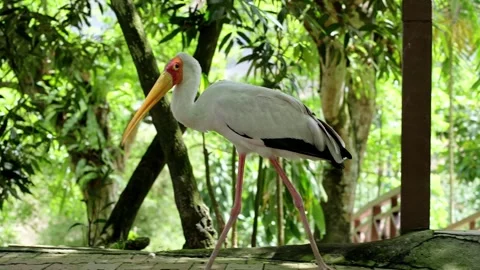 Yellow-Billed Stork Walking Gracefully in Natural Environment 4K 스톡 동영상 336833368