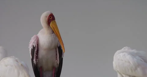 Yellow-billed Stork's body standing near African Spoonbill Stock Footage 314793917