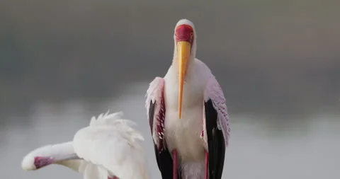 Yellow-billed Stork's body standing near African Spoonbills Stock Footage 314795363