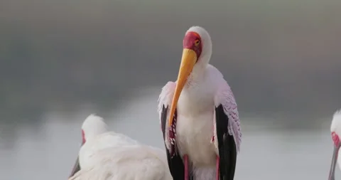 Yellow-billed Stork's body standing in shallow lake water Stock Footage 314798016