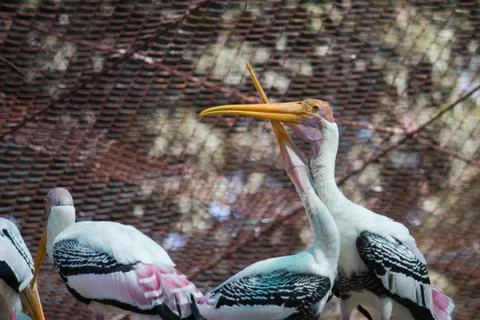 Yellow billed stork's couples sharing love 写真素材