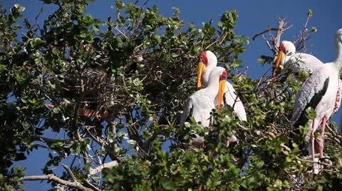 Yellow billed storks Stock Footage 23067655