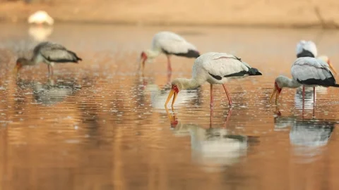 Yellow-billed storks standing in the shallow water searching for food, Mana Stock Footage 345919514