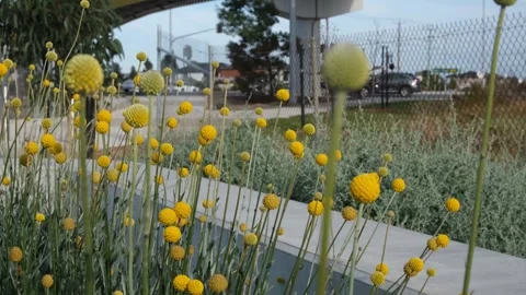 Yellow billy buttons (Craspedia globosa) in full bloom beside road in Melbourne Stock Footage 336035261